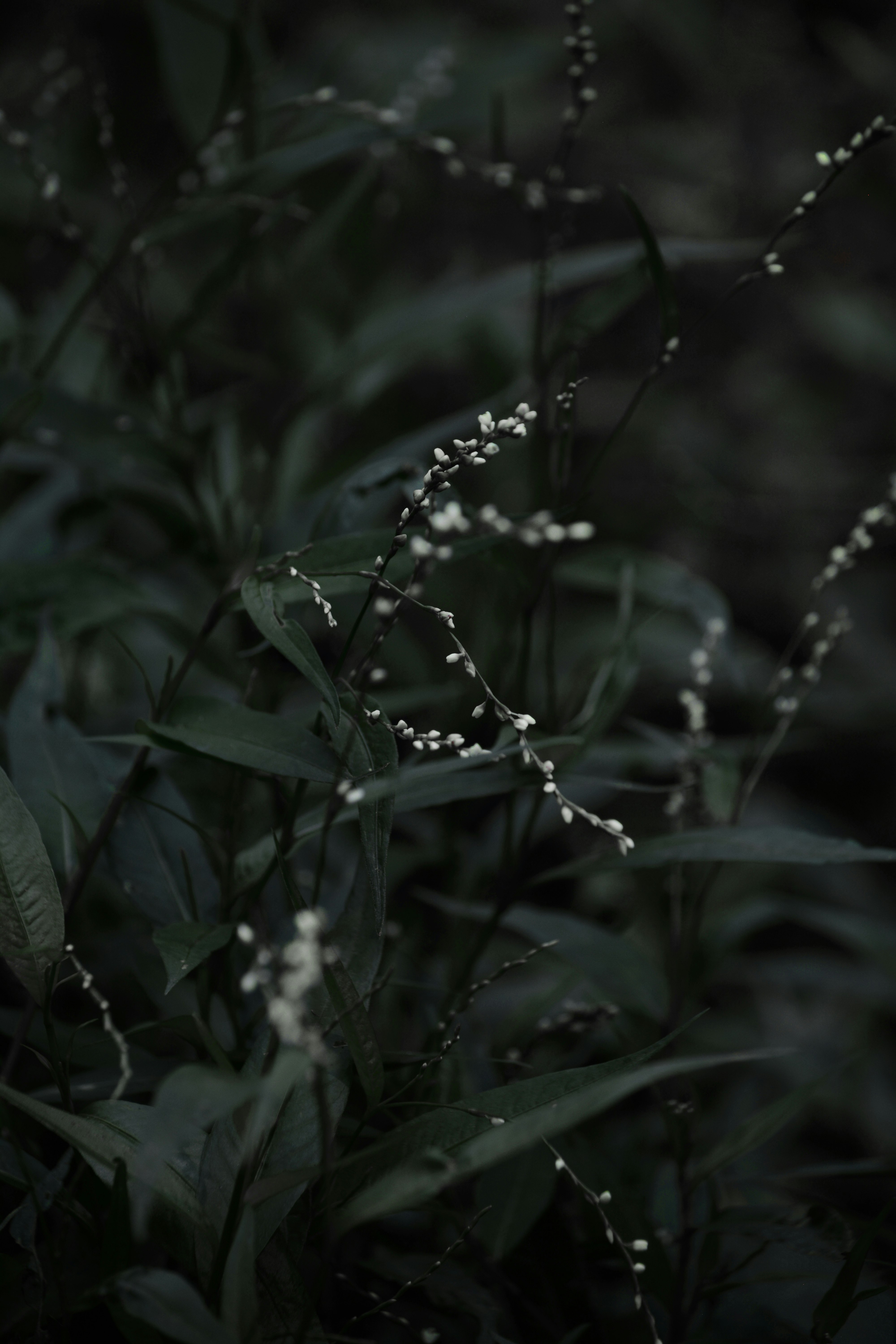 green plant with water droplets